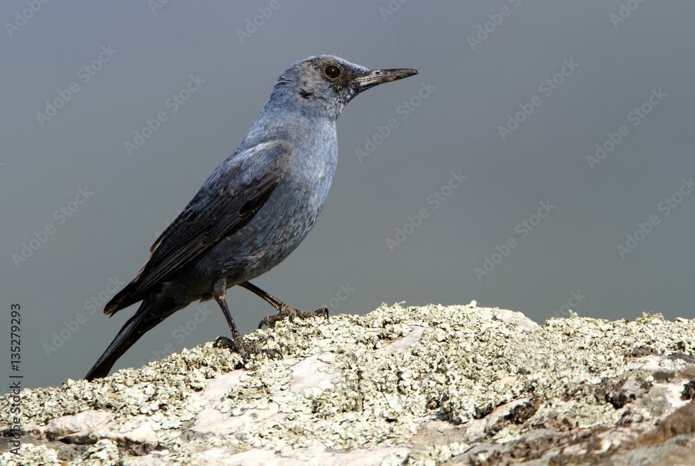 Male of Blue rock thrush. Monticola solitarius Male of Blue rock thrush. Monticola solitarius