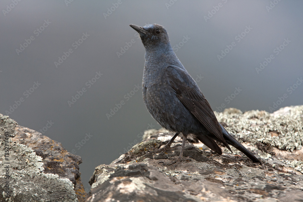 Obraz premium Male of Blue rock thrush. Monticola solitarius