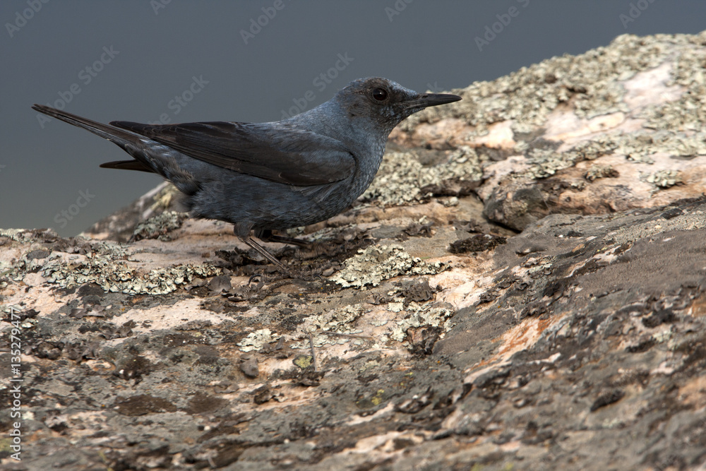 Male of Blue rock thrush. Monticola solitarius Male of Blue rock thrush. Monticola solitarius