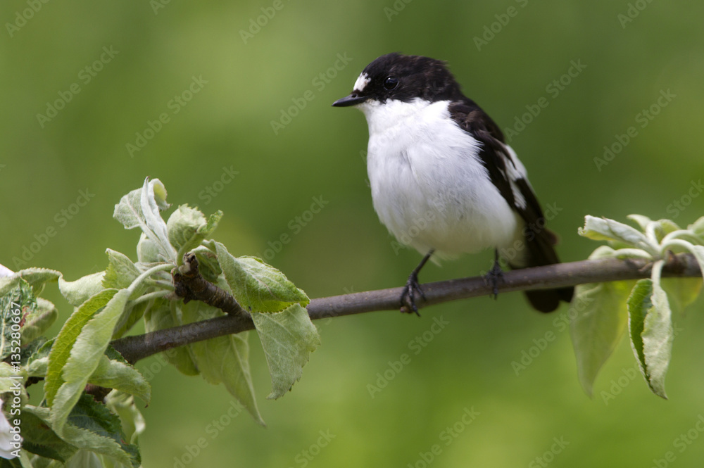 Fototapeta premium Pied flycatcher in nesting plumage .Ficedula hypoleuca