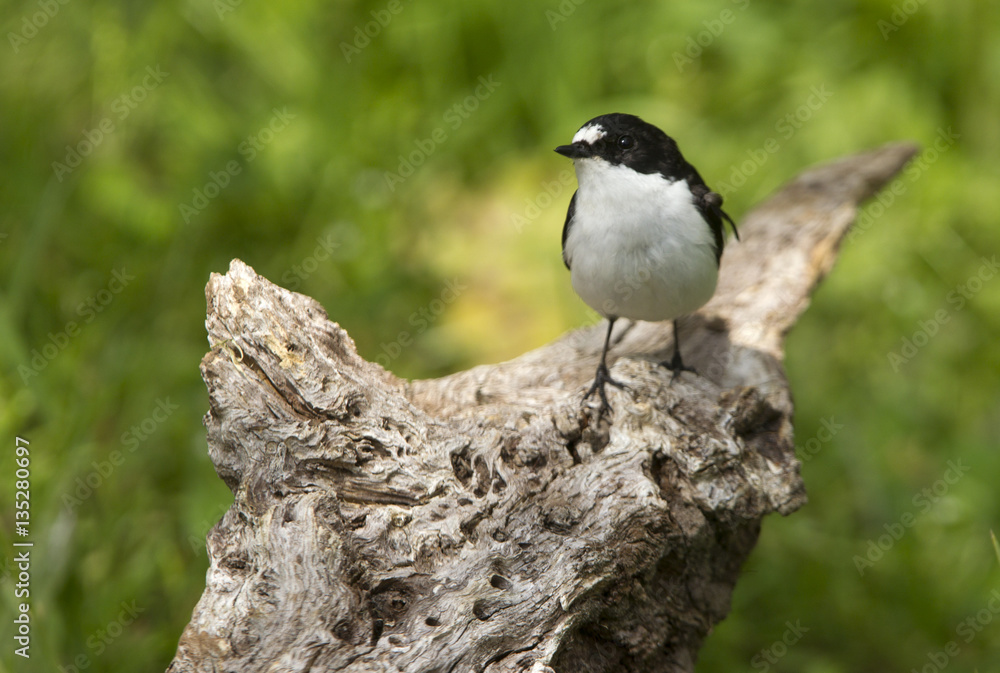 Pied flycatcher in nesting plumage .Ficedula hypoleuca Pied flycatcher in nesting plumage .Ficedula hypoleuca