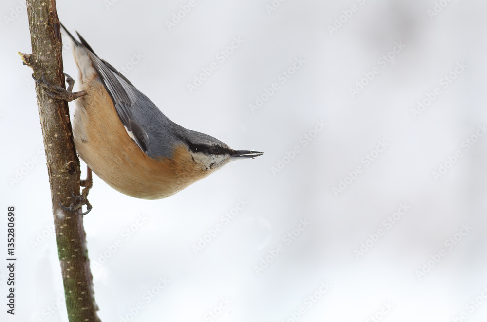Fototapeta premium Nuthatch With a dirty beak sitting on a branch on snow background