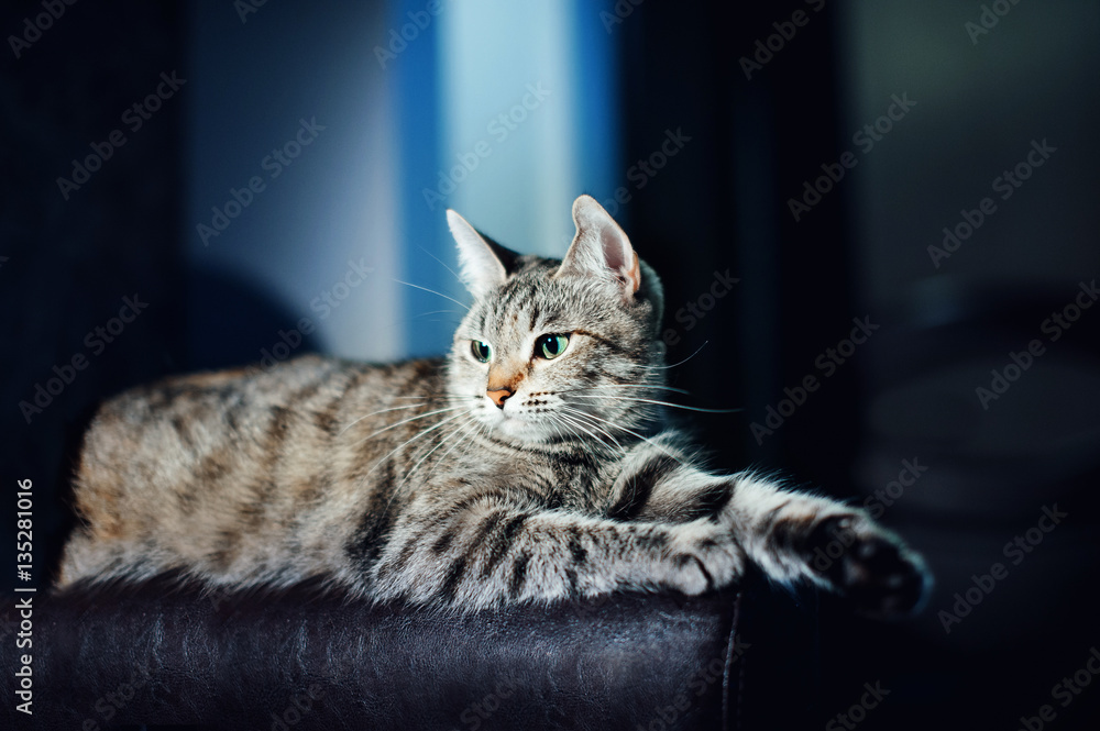 Beautiful cat on a dark background in the studio Beautiful cat on a dark background in the studio