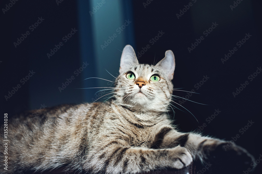 Beautiful cat on a dark background in the studio