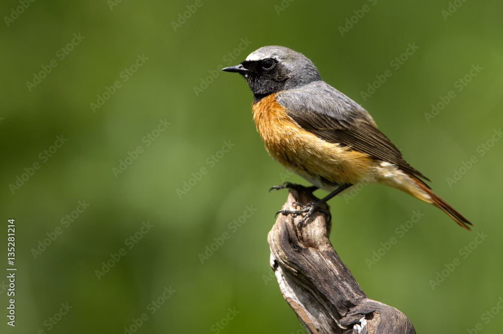 Fototapeta premium Male of Common redstart. Phoenicurus phoenicurus