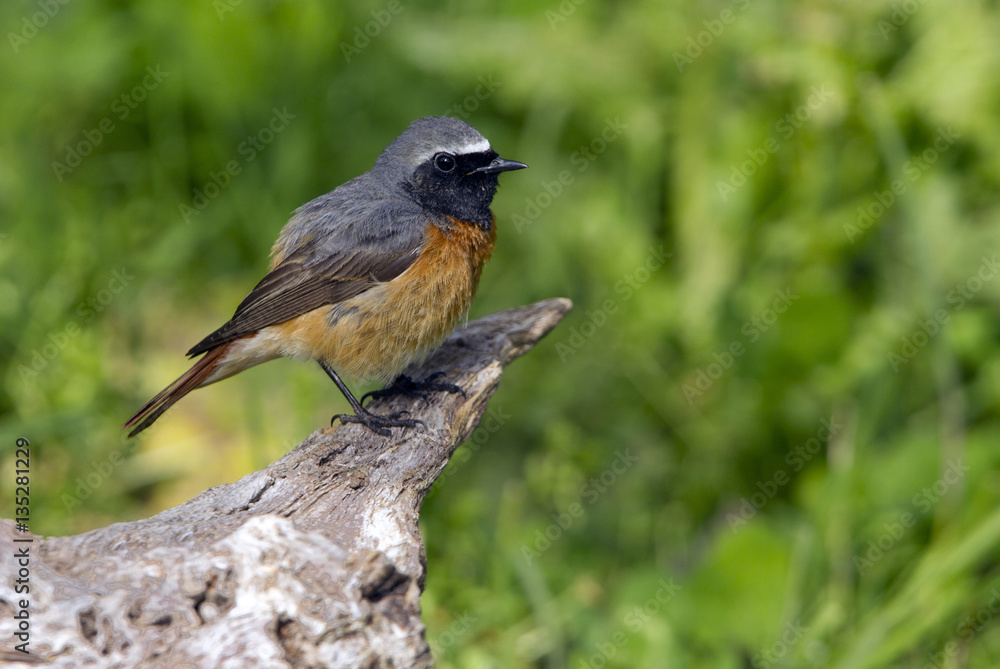 Fototapeta premium Male of Common redstart. Phoenicurus phoenicurus