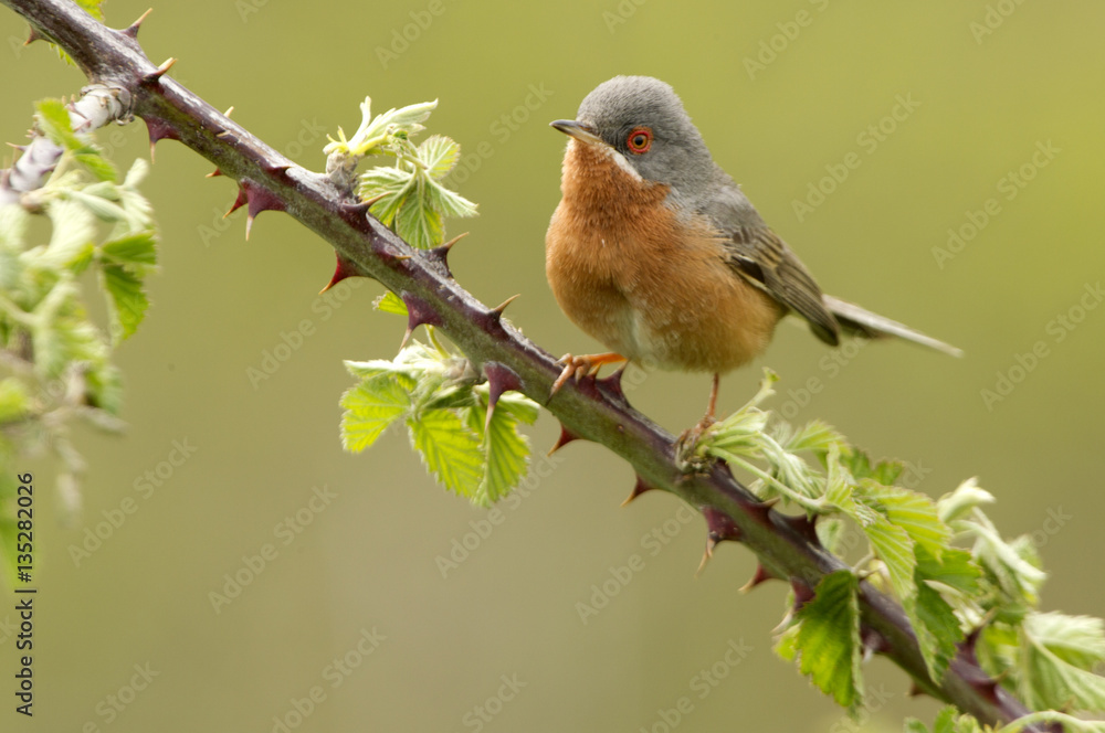 Male of Subalpine warbler. Sylvia cantillans Male of Subalpine warbler. Sylvia cantillans