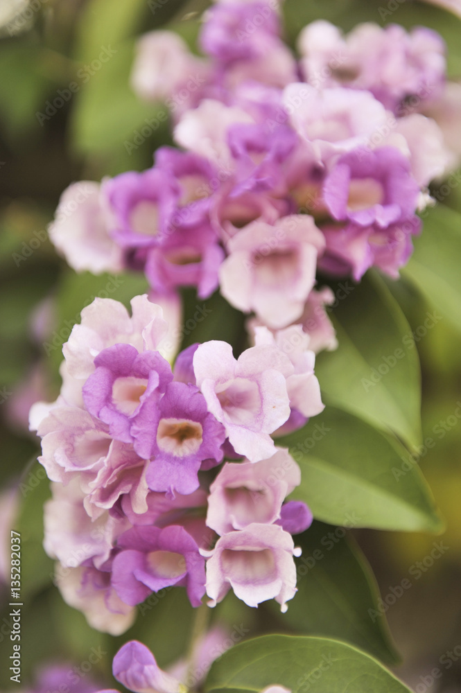 Garlic vine violet flower selective focus point Garlic vine violet flower selective focus point