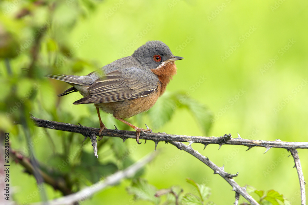Obraz premium Male of Subalpine warbler. Sylvia cantillans