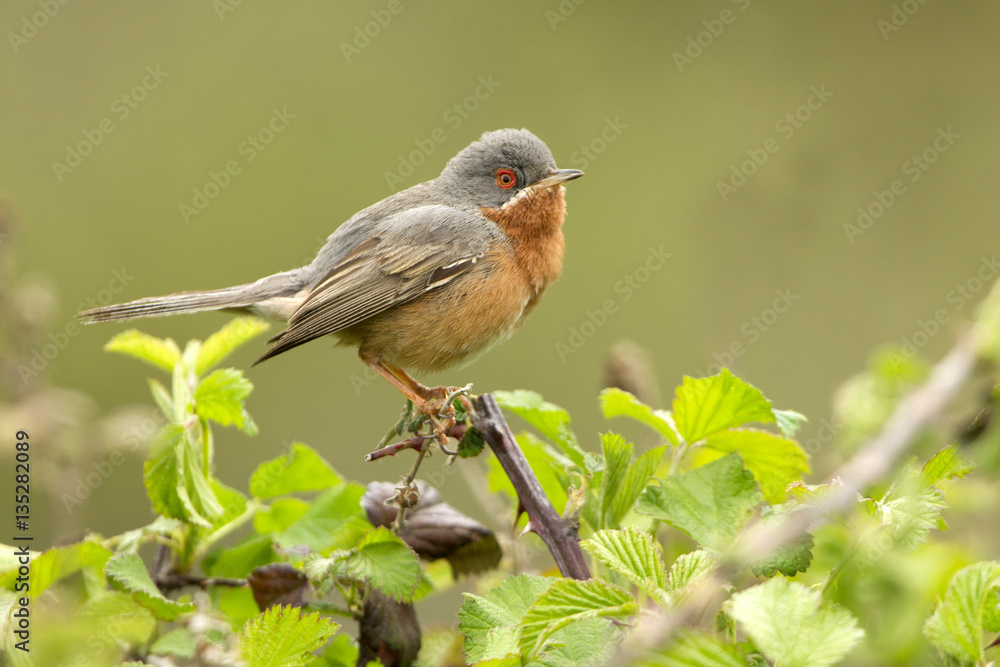 Male of Subalpine warbler. Sylvia cantillans Male of Subalpine warbler. Sylvia cantillans