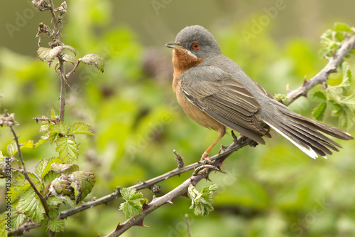 Male of Subalpine warbler. Sylvia cantillans