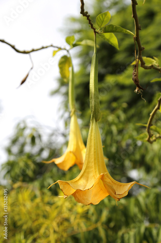 Yellow brugmansia named angels trumpet or Datura flower