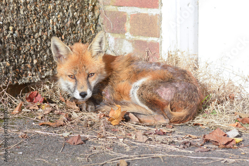 Fox (vulpes vulpes) lying down in urban area warming itself in the sun © martincp