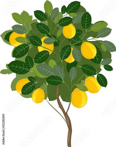 Small lemon tree