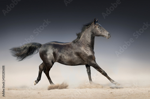 Black horse run in desert on dark background