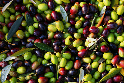 Zeytin