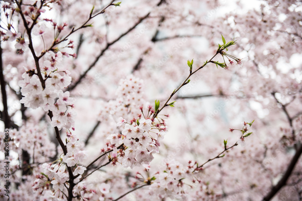 In this picture, a beautiful cherry flower tree full of flowers is seen. The flowers look pretty delicate and amazing. On the background, the bright sky is seen during the day. In this picture, a beautiful cherry flower tree full of flowers is seen. The flowers look pretty delicate and amazing. On the background, the bright sky is seen during the day.
