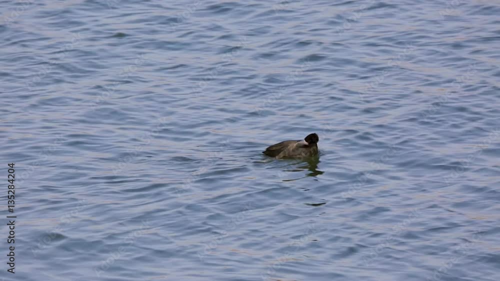 Eurasian coot (fulica atra) on the river Eurasian coot (fulica atra) on the river