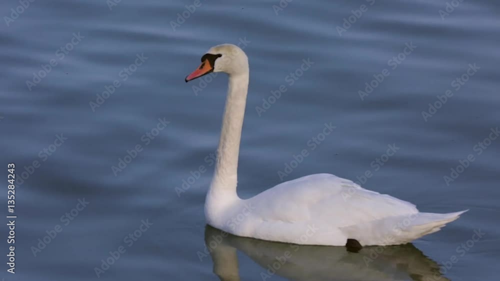 A swan swimming on the river A swan swimming on the river