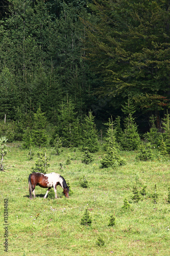 horse on pasture near forest