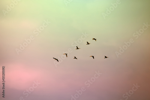 A flock of migratory birds lined up in a V formation before a long flight.