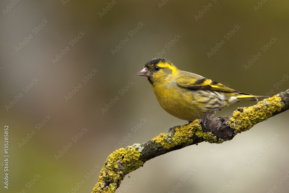 Fototapeta premium Male of Eurasian siskin. Carduelis spinus