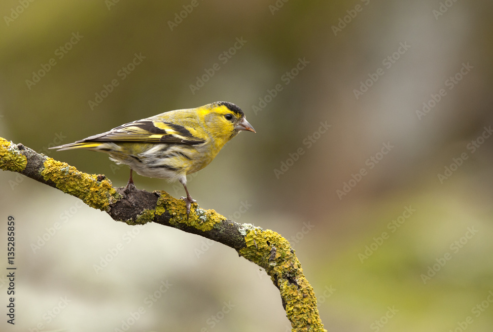 Obraz premium Male of Eurasian siskin. Carduelis spinus