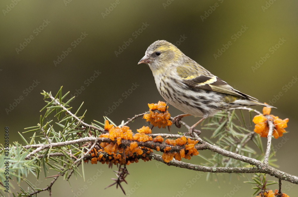Fototapeta premium Female of Eurasian siskin. Carduelis spinus