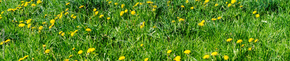 Panorama Löwenzahnwiese Panorama Löwenzahnwiese