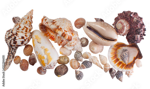 Beautiful seashells isolated on white background. photo