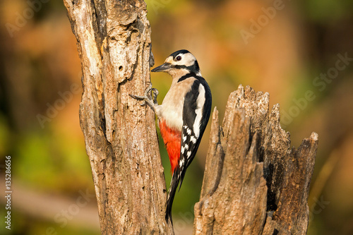 miss woodpecker photo
