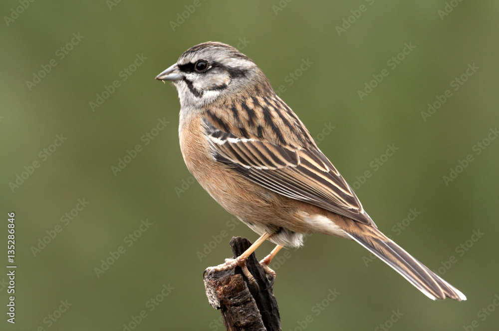 Rock bunting. Emberiza cia Rock bunting. Emberiza cia