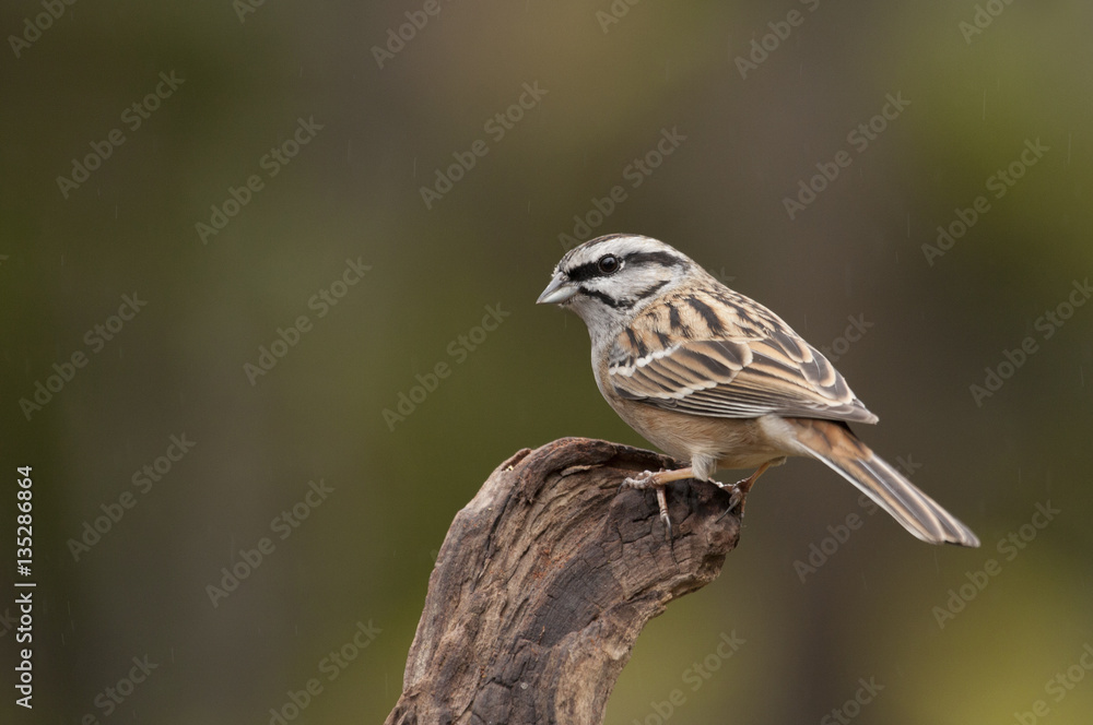 Rock bunting. Emberiza cia Rock bunting. Emberiza cia