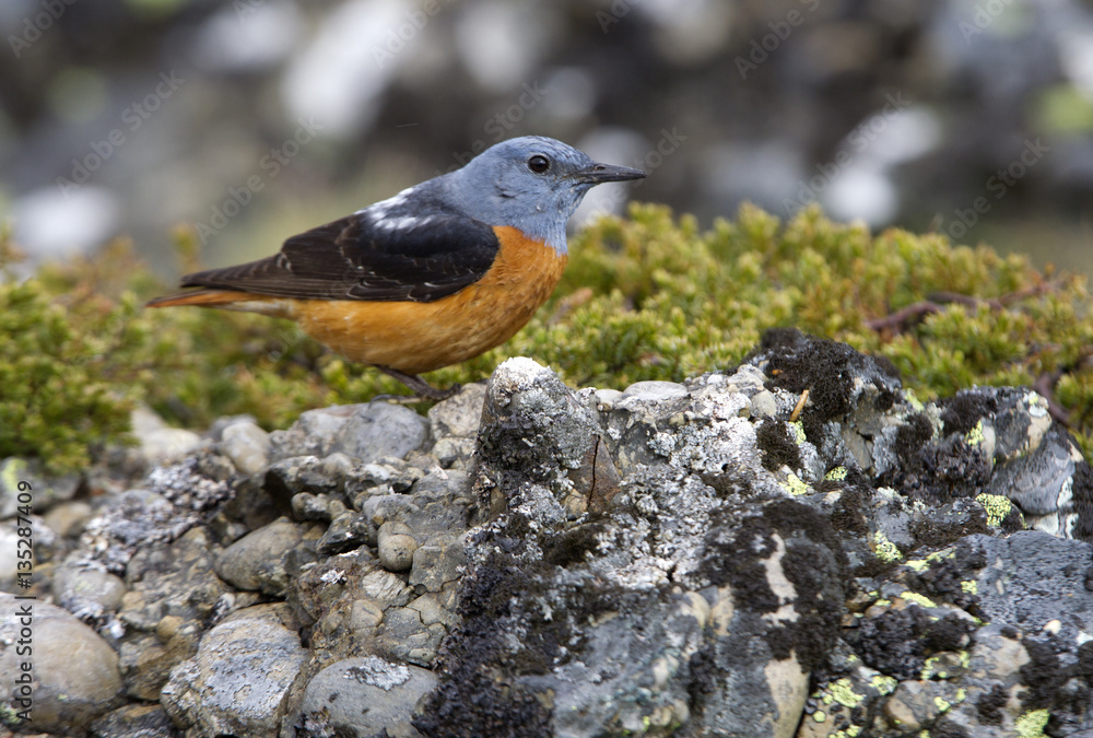 Male of Rufous-tailed rock thrush. Monticola saxatilis Male of Rufous-tailed rock thrush. Monticola saxatilis