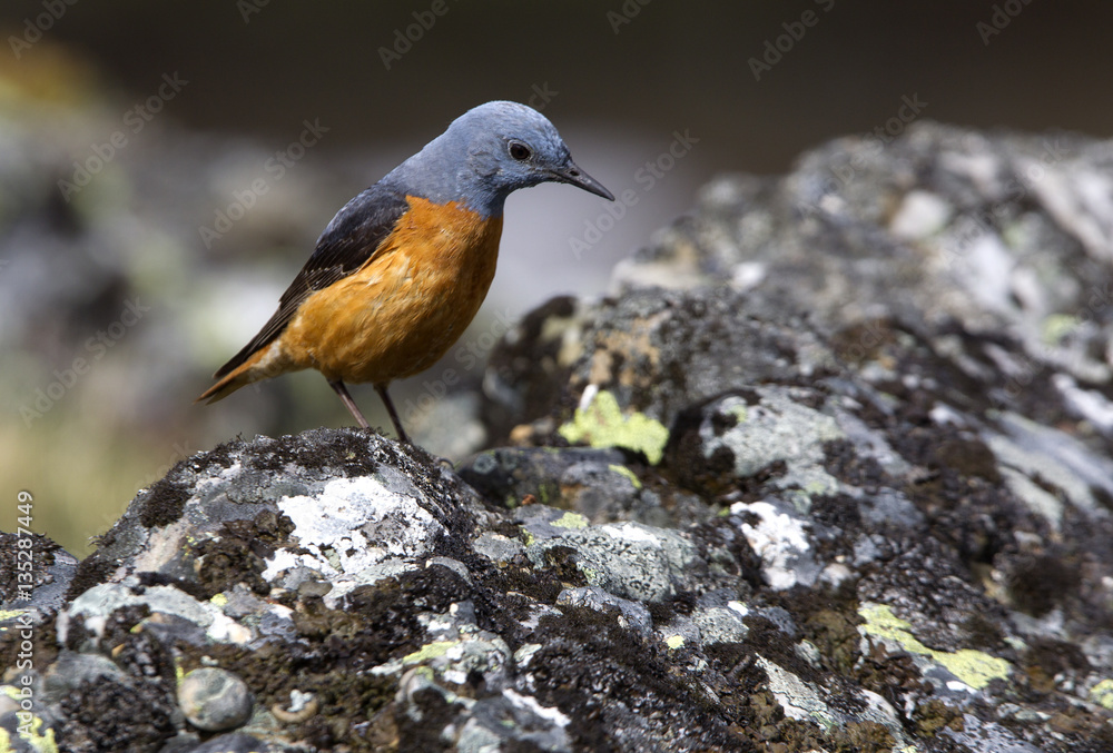 Male of Rufous-tailed rock thrush. Monticola saxatilis Male of Rufous-tailed rock thrush. Monticola saxatilis