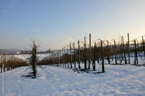winter landscape with snow in Limburg, belgium 