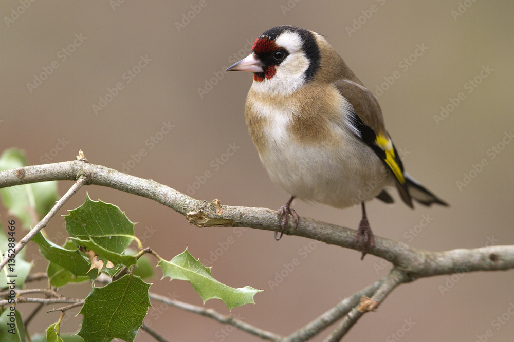 Fototapeta premium European goldfinch. Carduelis carduelis