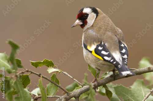 European goldfinch. Carduelis carduelis © Jesus
