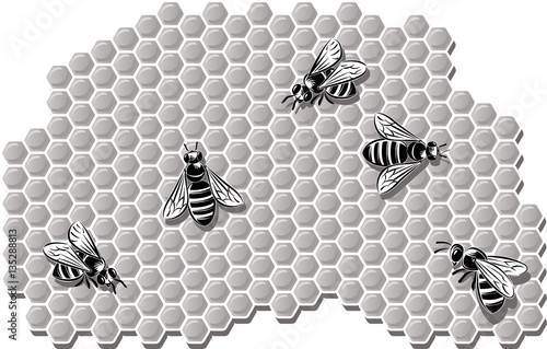 Bees producing honey in the wax cells.