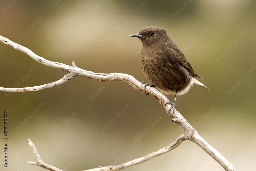 Female of Black wheatear. Oenanthe leucura Female of Black wheatear. Oenanthe leucura