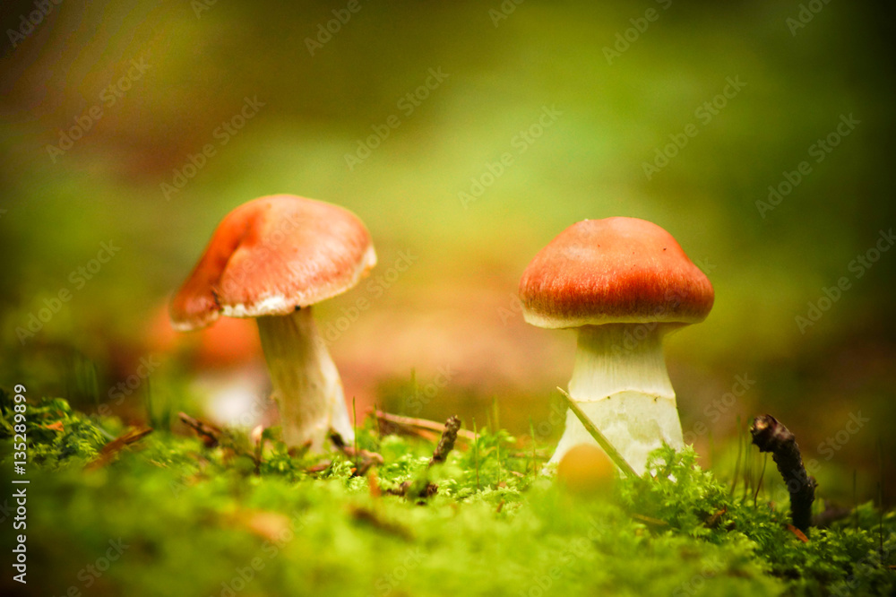 Champignons en forêt Champignons en forêt