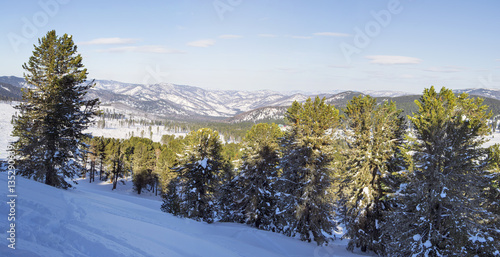  Winter landscape. Panorama of Altai Mountains. Cedar