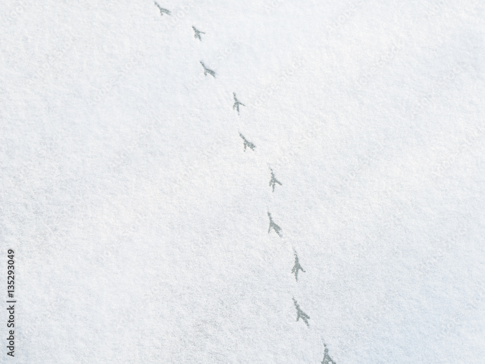 Bird Foot Tracks On Snow