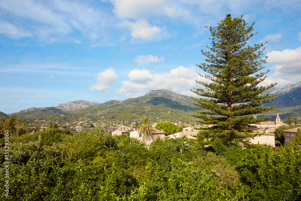 Zitrusbäume in Soller, Mallorca, Spanien