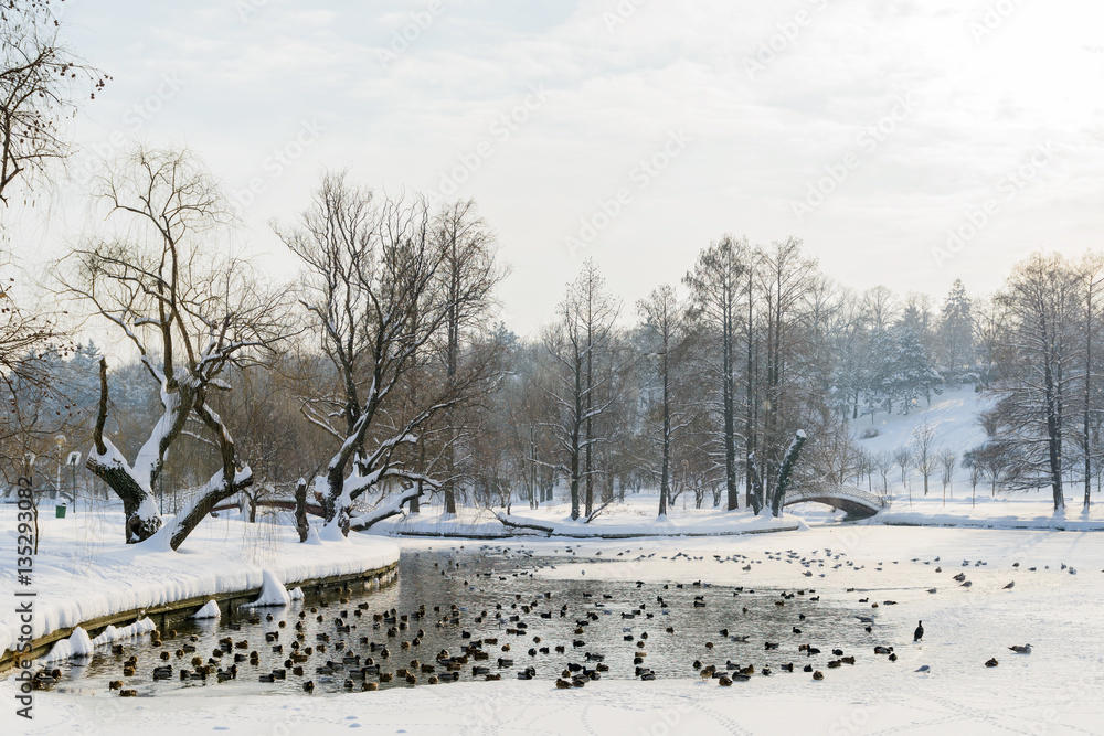 Naklejka premium Ducks And Seagull Birds On Frozen Lake In Winter