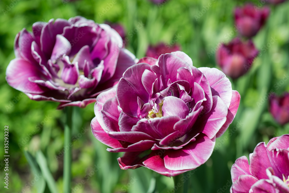 Flowers tulips in spring Flowers tulips in spring