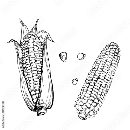 Hand drawn vector illustration set of corn, grain, stalk. sketch. Vector eps 8