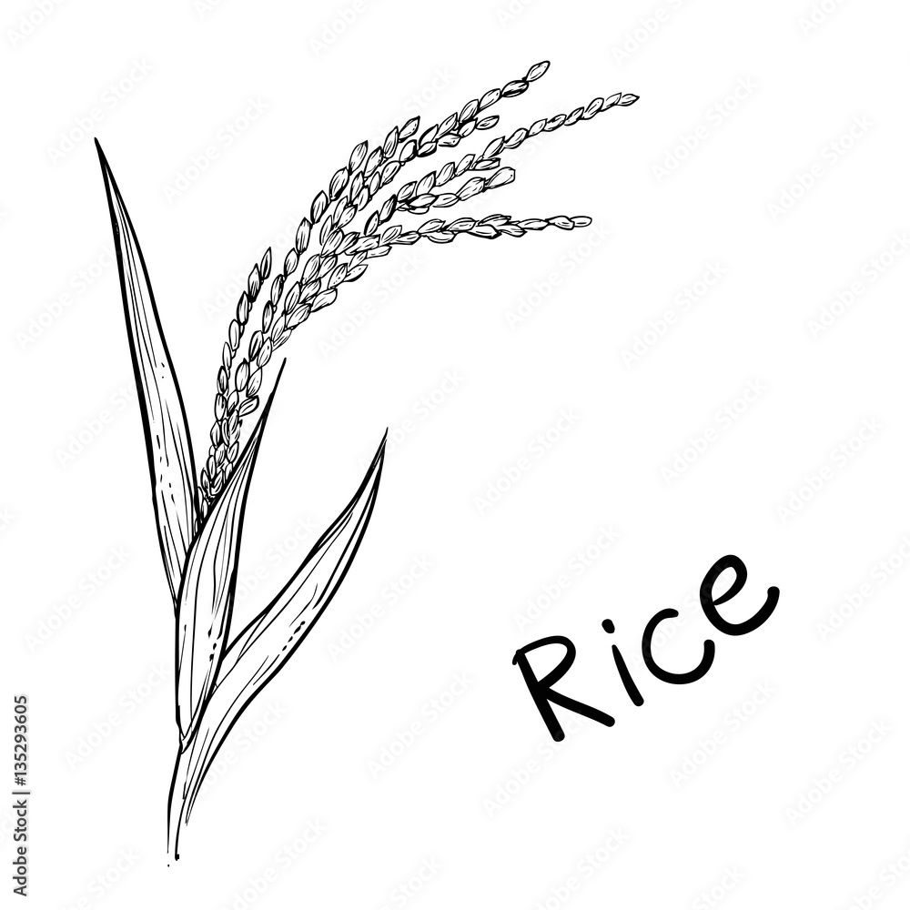 Hand drawn vector illustration of rice plant, grain. sketch. Vector eps 8. Stock Vector Adobe