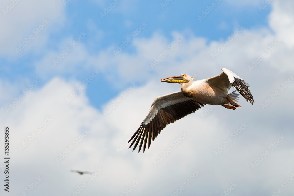 Obraz premium Great white pelican