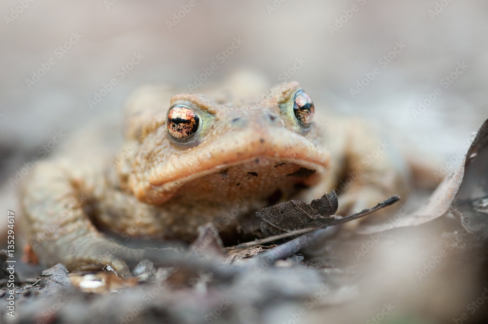 Obraz premium Froschportrait